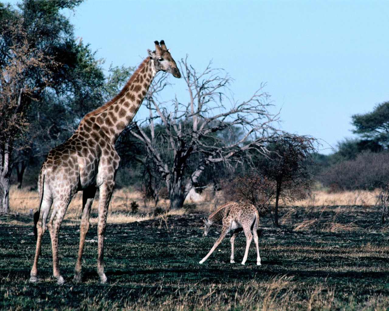 Giraffe wallpaper alba #16 - 1280x1024