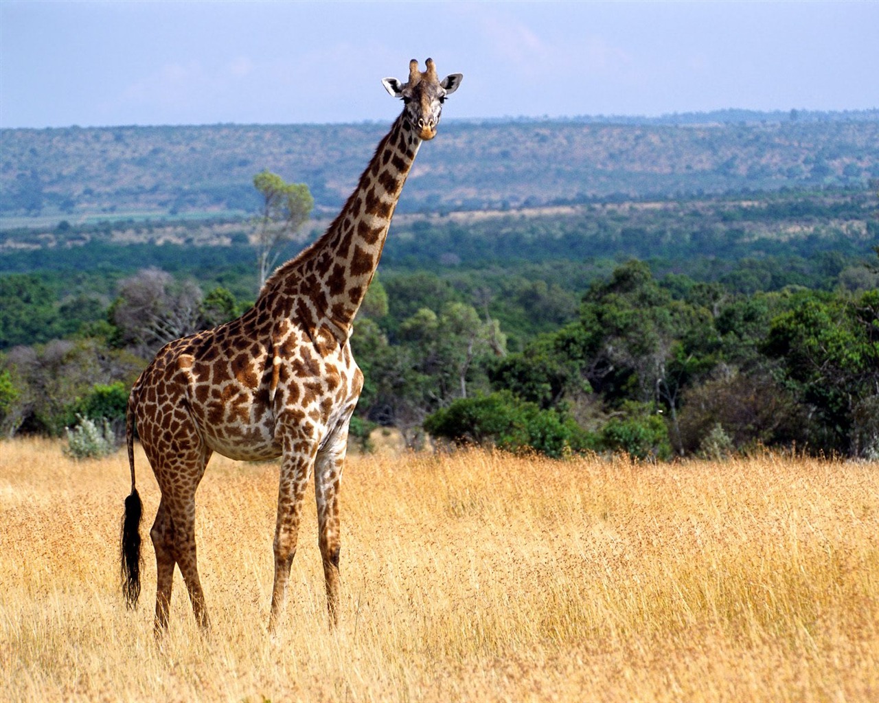 Giraffe wallpaper alba #17 - 1280x1024