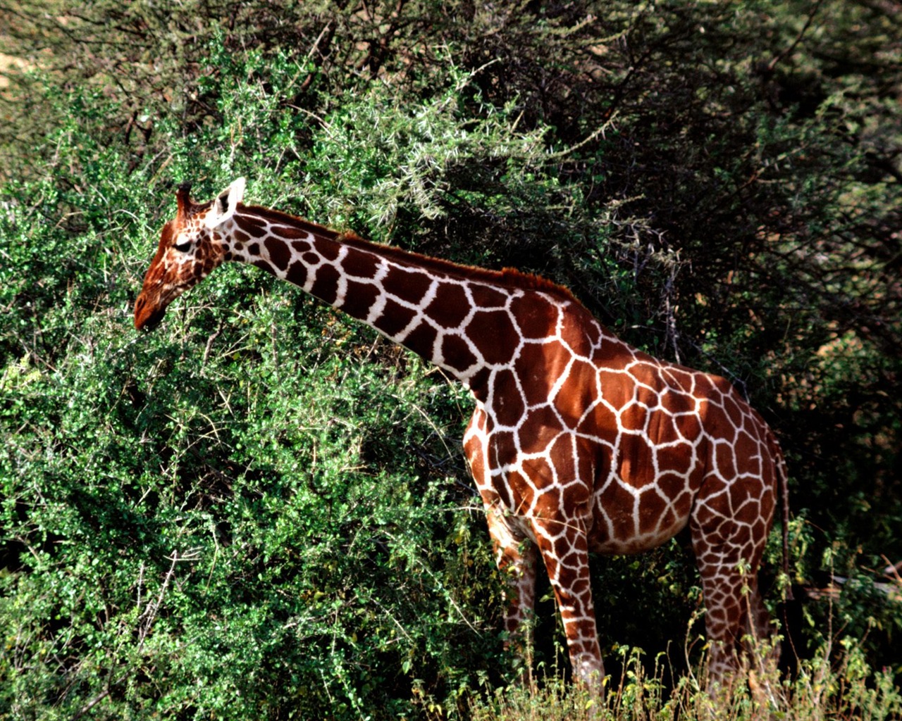 Giraffe wallpaper alba #18 - 1280x1024