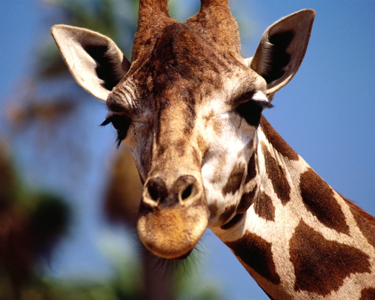 Giraffe wallpaper alba #19 - 1280x1024