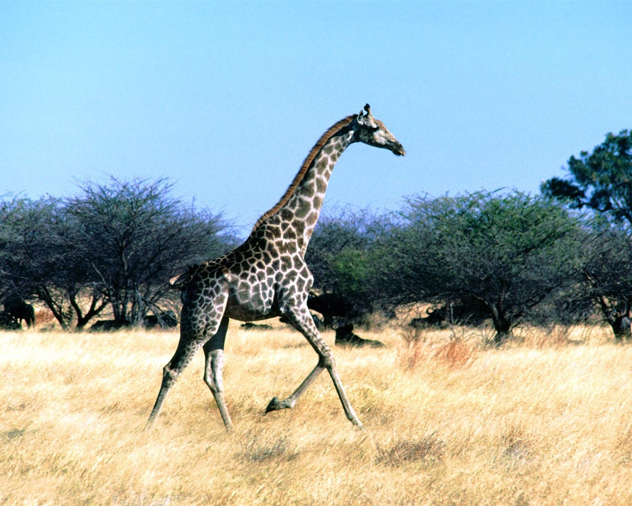Giraffe Wallpaper Alben #22 - 1280x1024