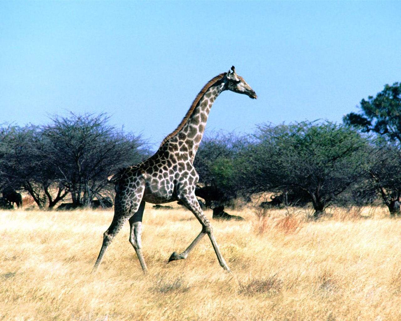 Giraffe wallpaper alba #22 - 1280x1024