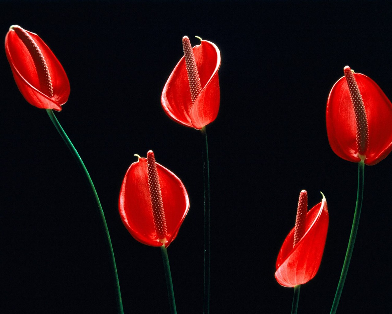 Flowers close-up (19) #3 - 1280x1024