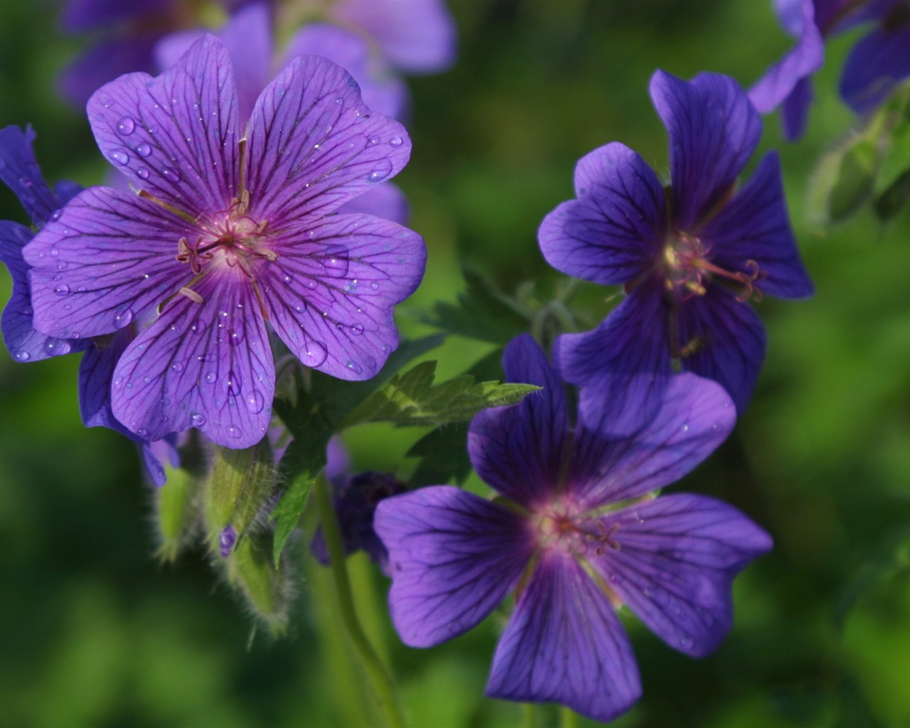 Flowers close-up (19) #7 - 1280x1024