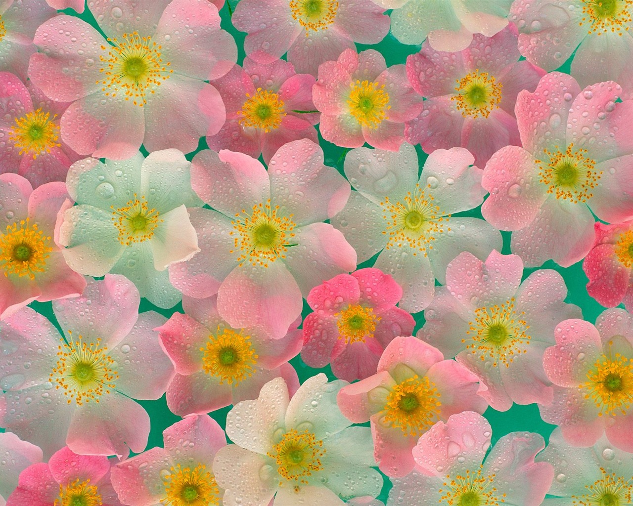 Flowers close-up (19) #9 - 1280x1024
