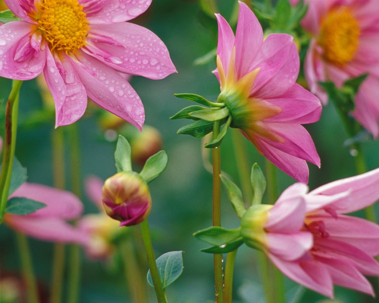 Flowers close-up (19) #17 - 1280x1024