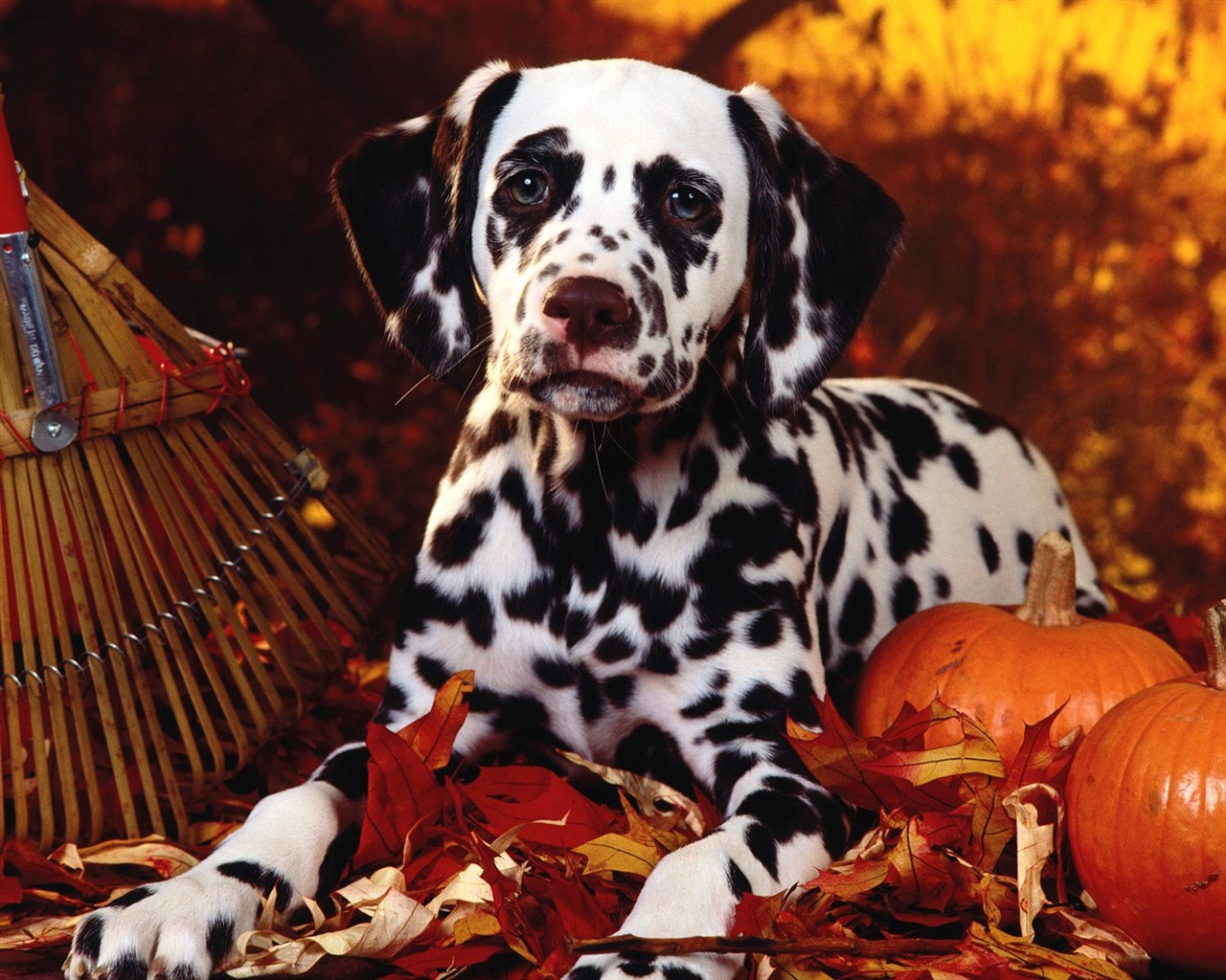 1600 dog photo wallpaper (4) #4 - 1280x1024