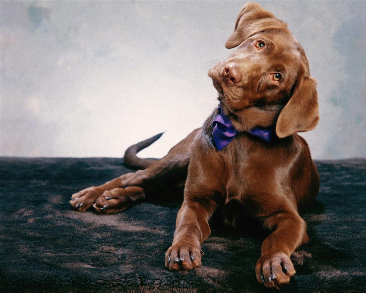 1600 dog photo wallpaper (4) #10 - 1280x1024