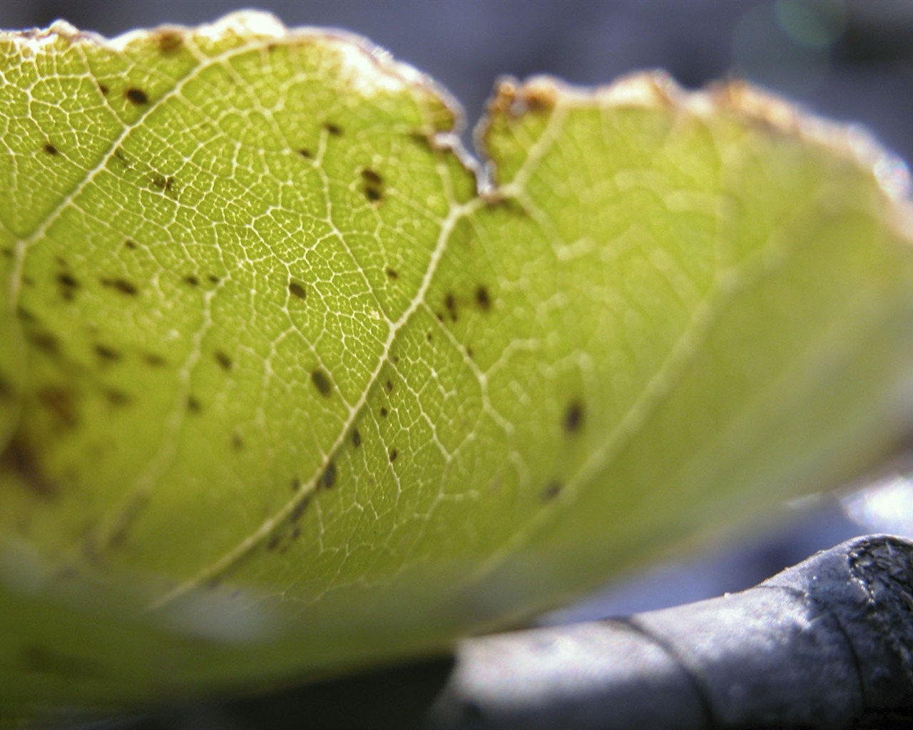 Foreign photography green leaf wallpaper (1) #2 - 1280x1024