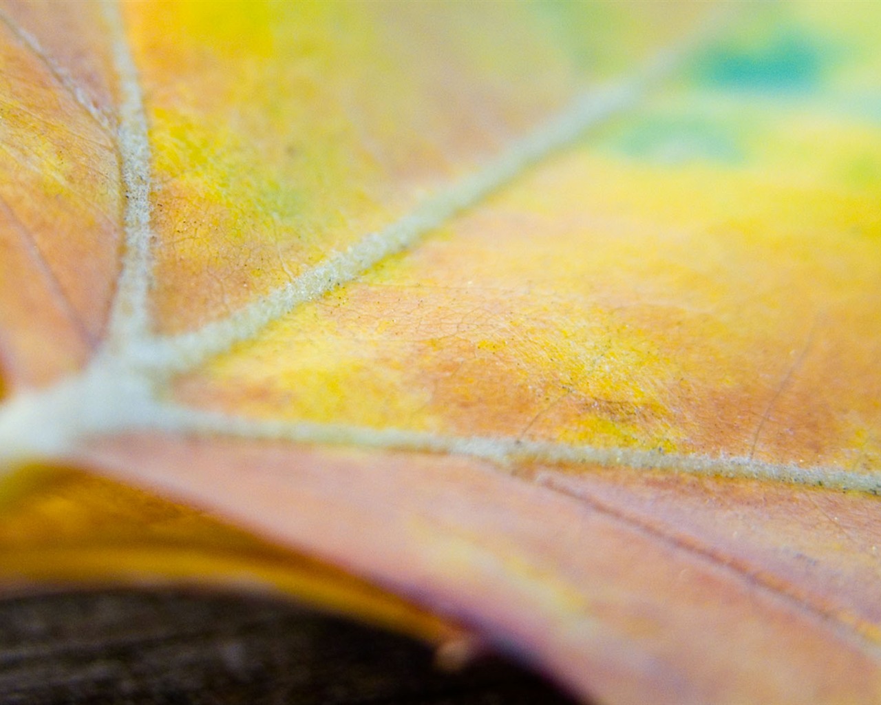 Foreign photography green leaf wallpaper (1) #3 - 1280x1024