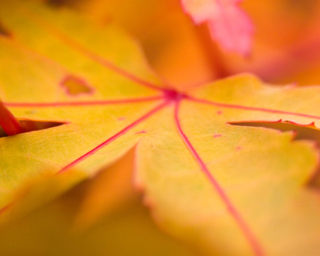 Foreign photography green leaf wallpaper (1) #4 - 1280x1024