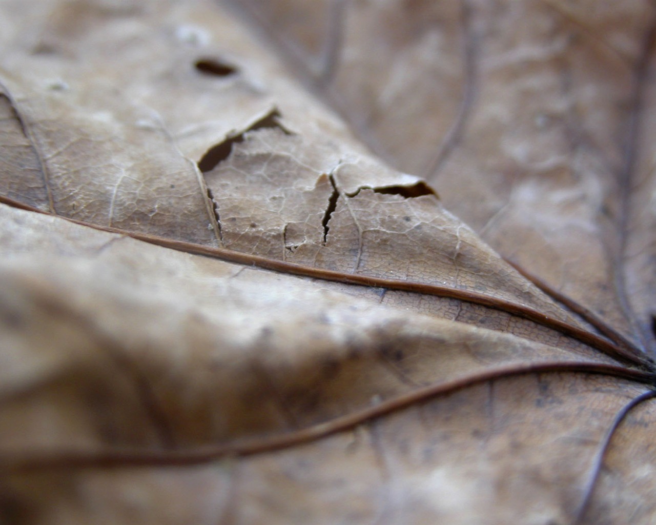 Foreign photography green leaf wallpaper (1) #5 - 1280x1024