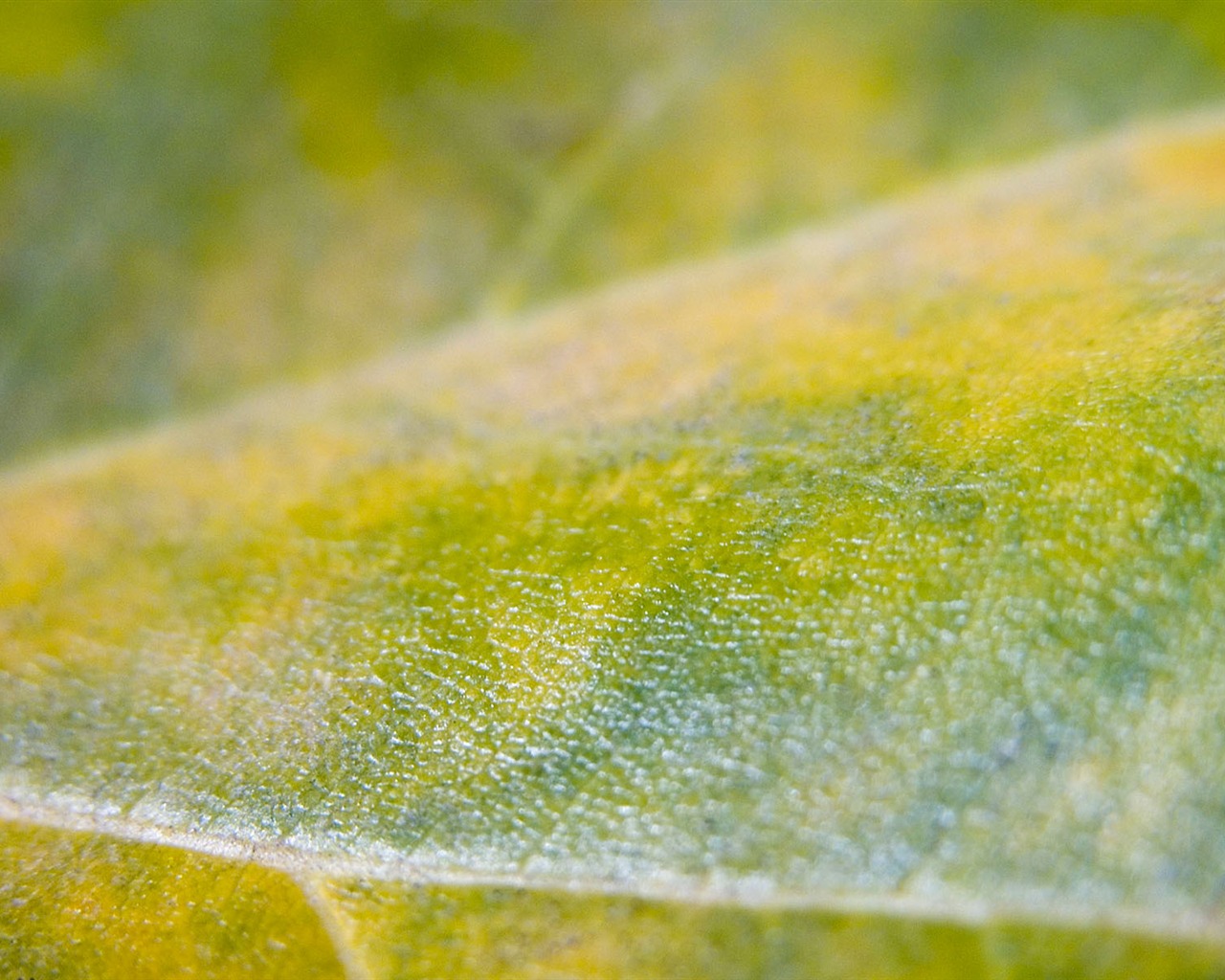 Foreign photography green leaf wallpaper (1) #6 - 1280x1024