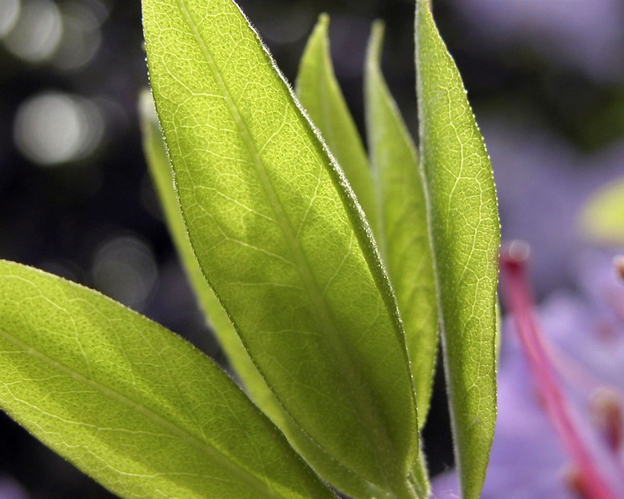 Foreign photography green leaf wallpaper (1) #8 - 1280x1024