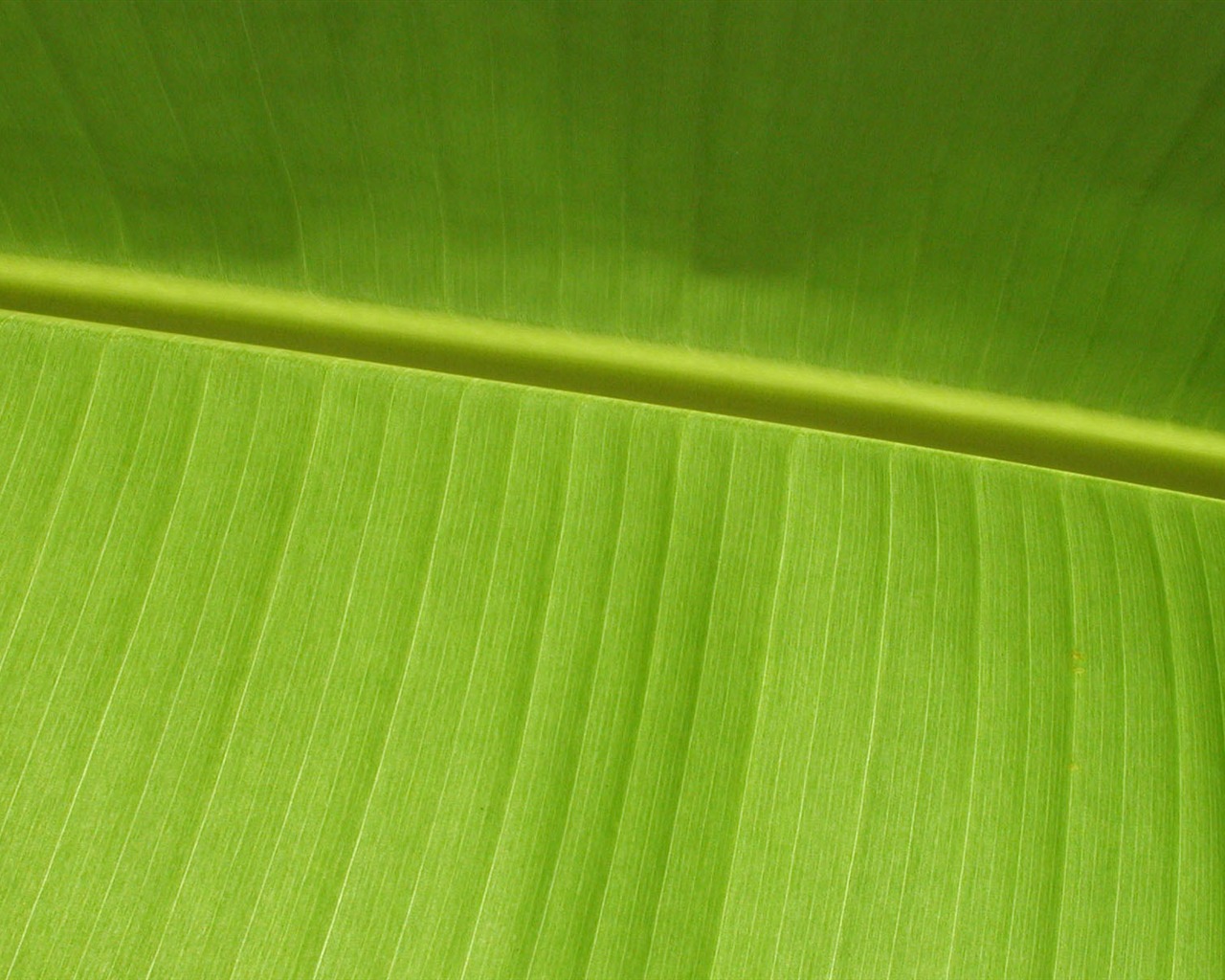 Foreign photography green leaf wallpaper (1) #9 - 1280x1024