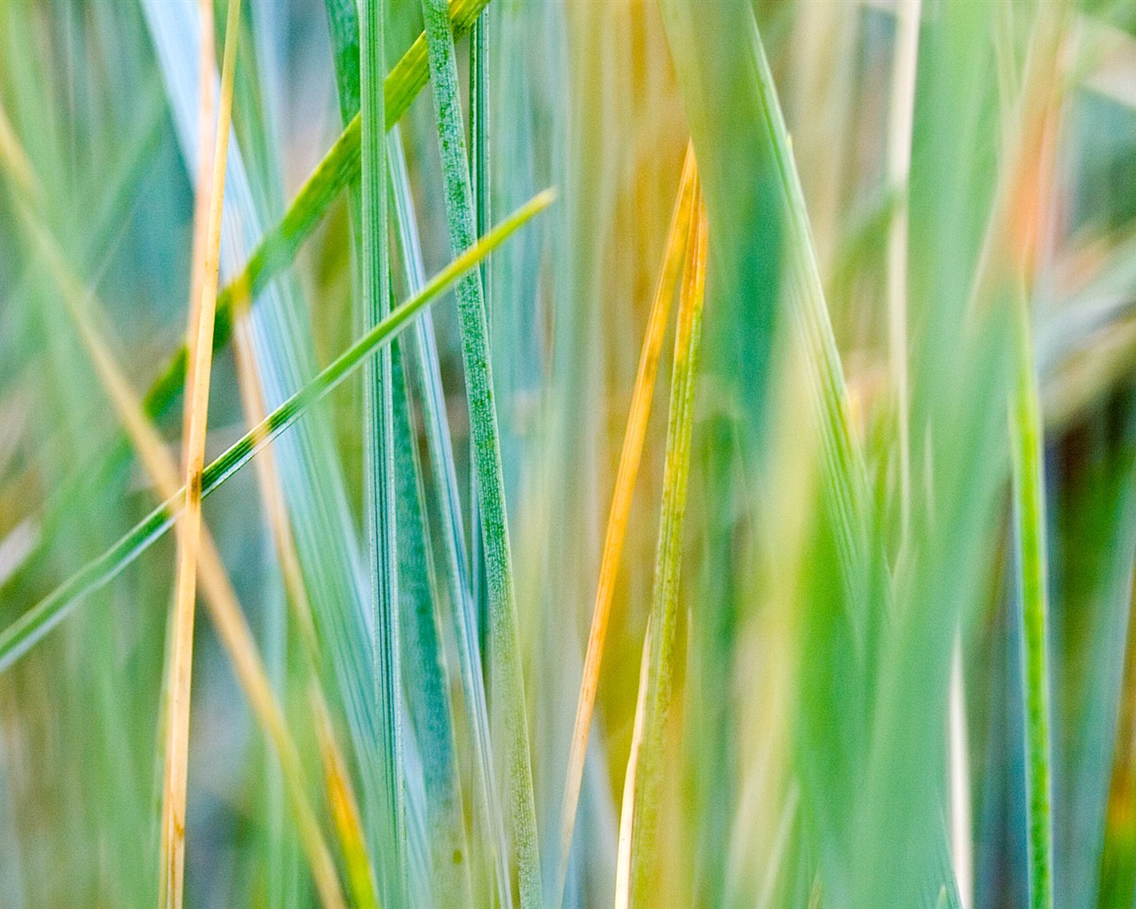 Foreign photography green leaf wallpaper (1) #11 - 1280x1024