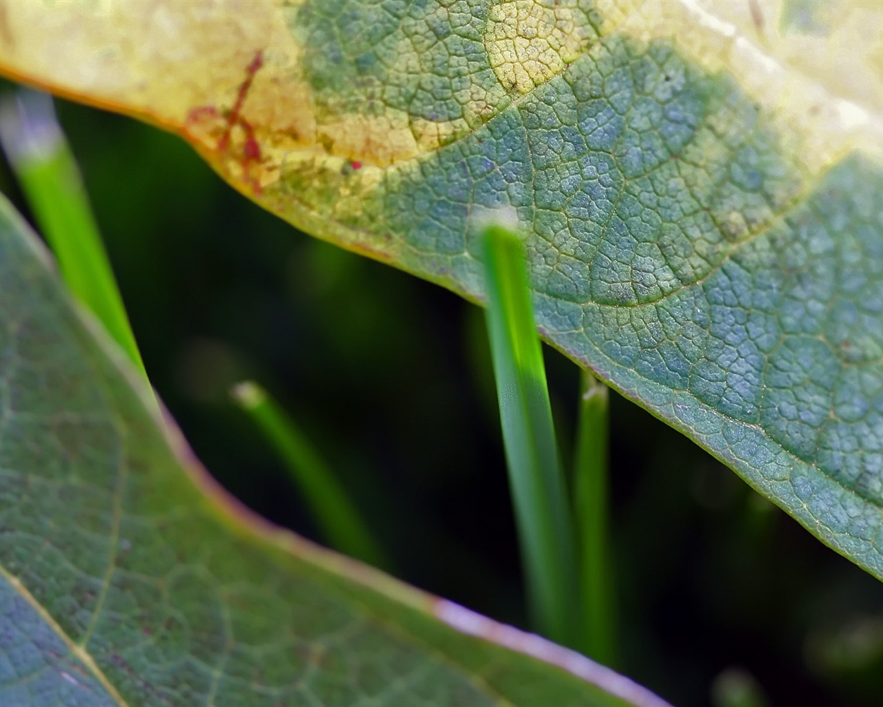 Foreign photography green leaf wallpaper (1) #12 - 1280x1024