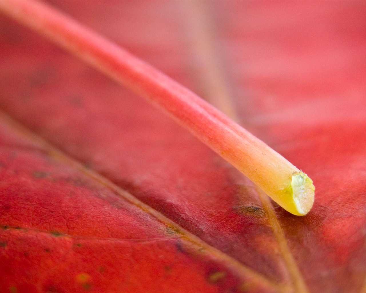 Foreign photography green leaf wallpaper (1) #13 - 1280x1024