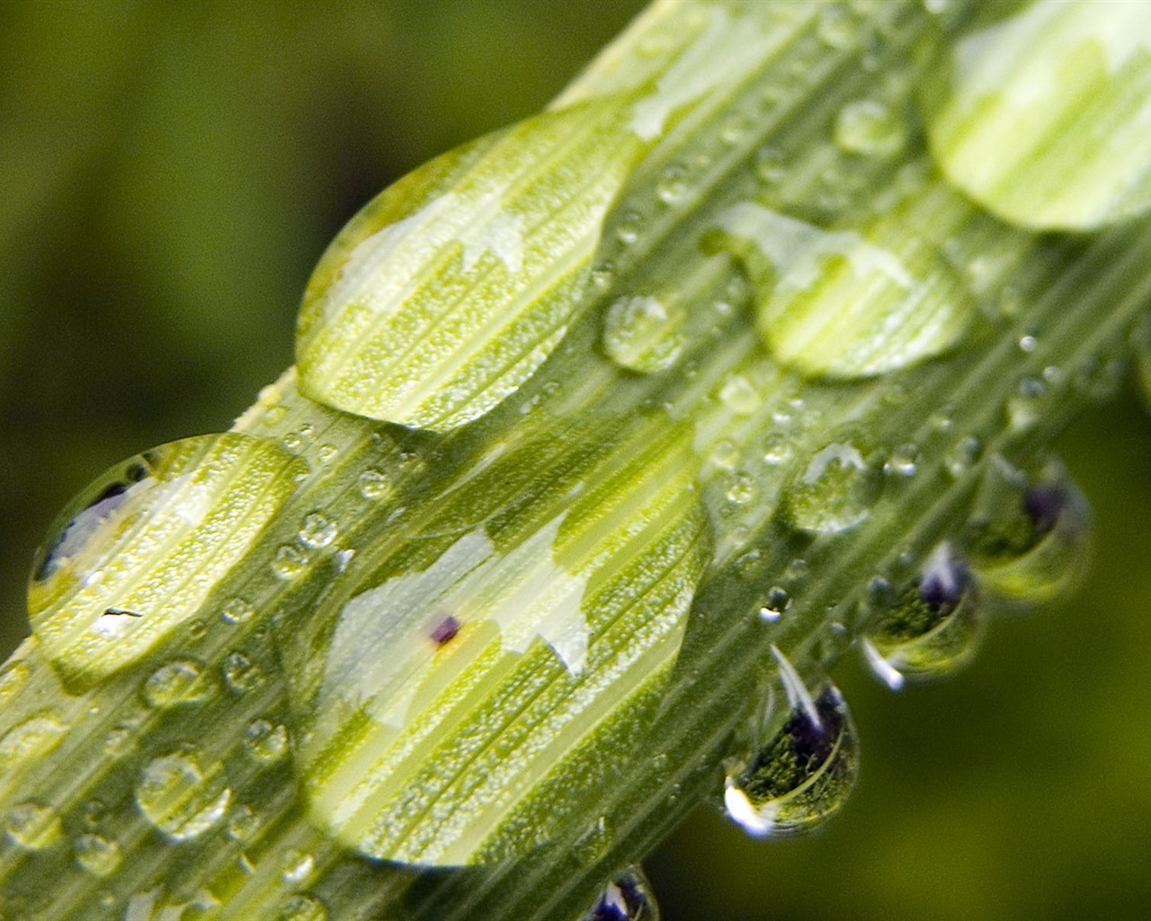 Foreign photography green leaf wallpaper (1) #14 - 1280x1024