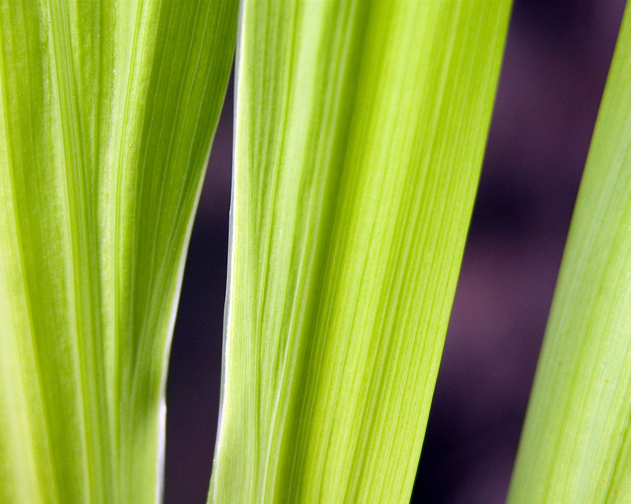 Foreign photography green leaf wallpaper (1) #15 - 1280x1024