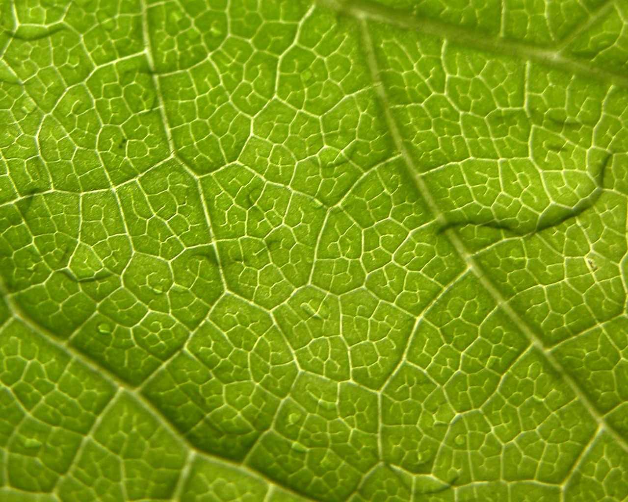 Foreign photography green leaf wallpaper (1) #16 - 1280x1024