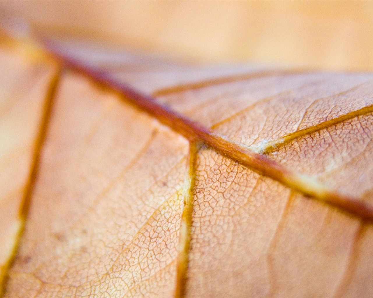 Foreign photography green leaf wallpaper (1) #17 - 1280x1024