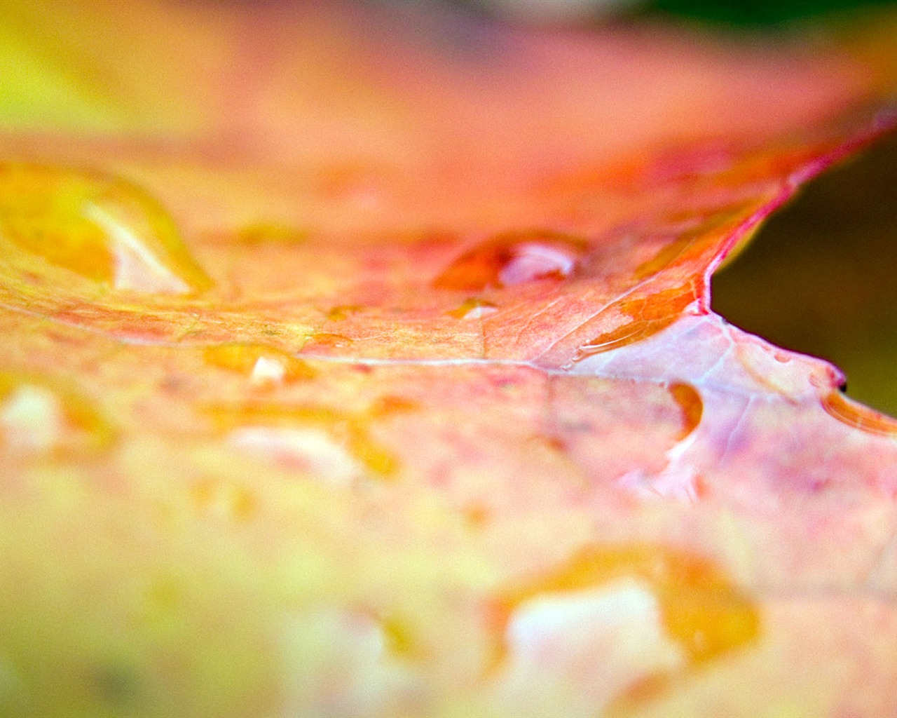 Foreign photography green leaf wallpaper (1) #18 - 1280x1024