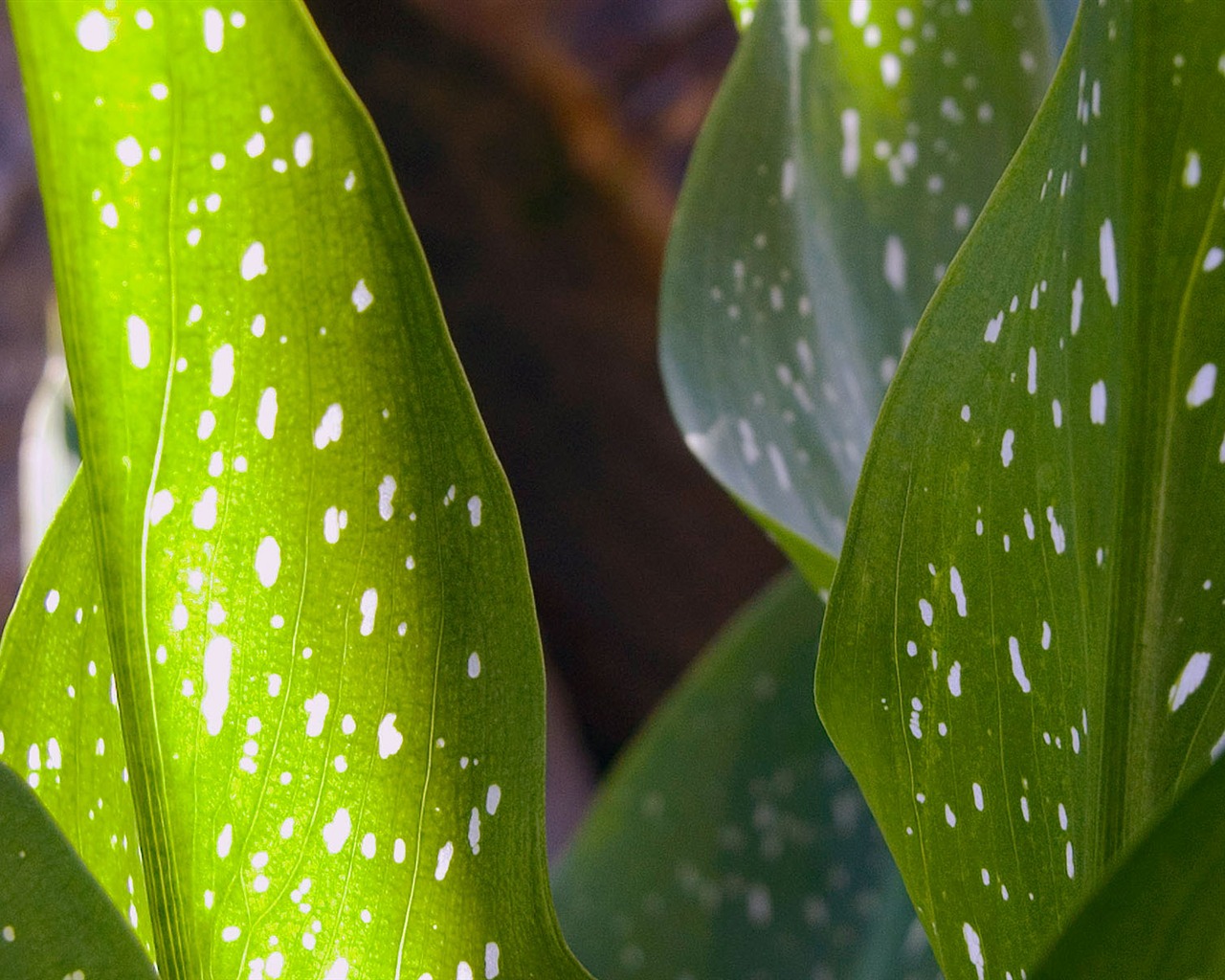 Foreign photography green leaf wallpaper (1) #19 - 1280x1024