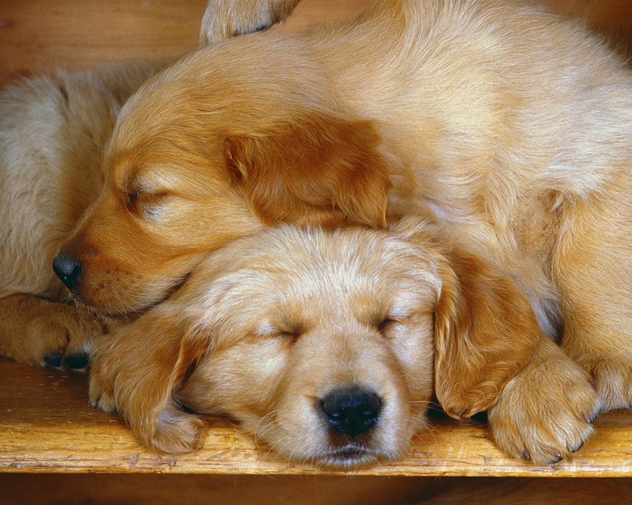 1600 dog photo wallpaper (5) #2 - 1280x1024