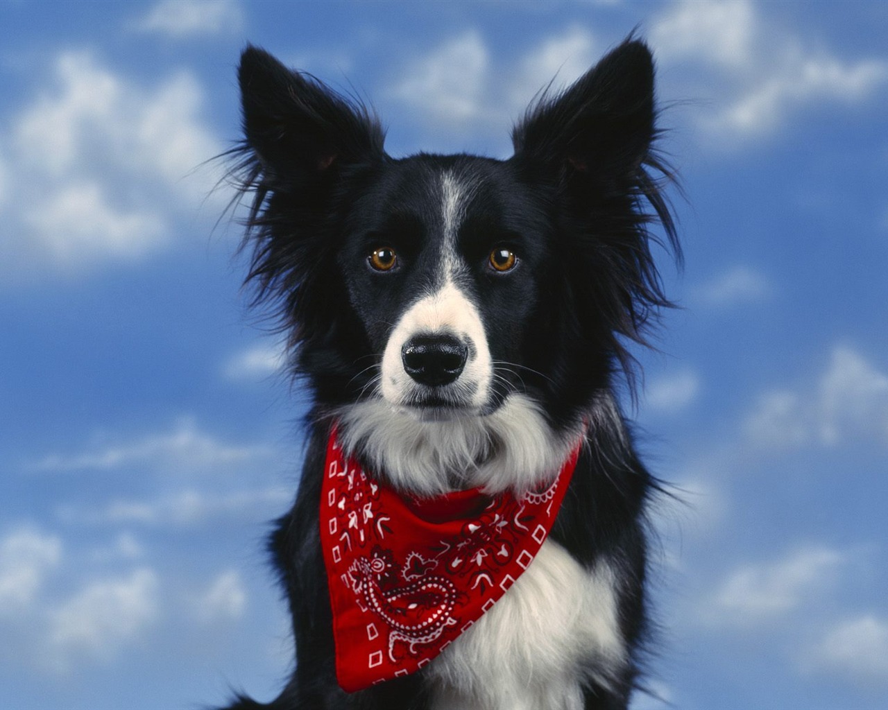1600 dog photo wallpaper (5) #18 - 1280x1024