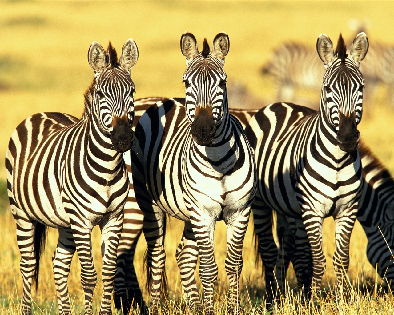 Zebra Foto Wallpaper #15 - 1280x1024