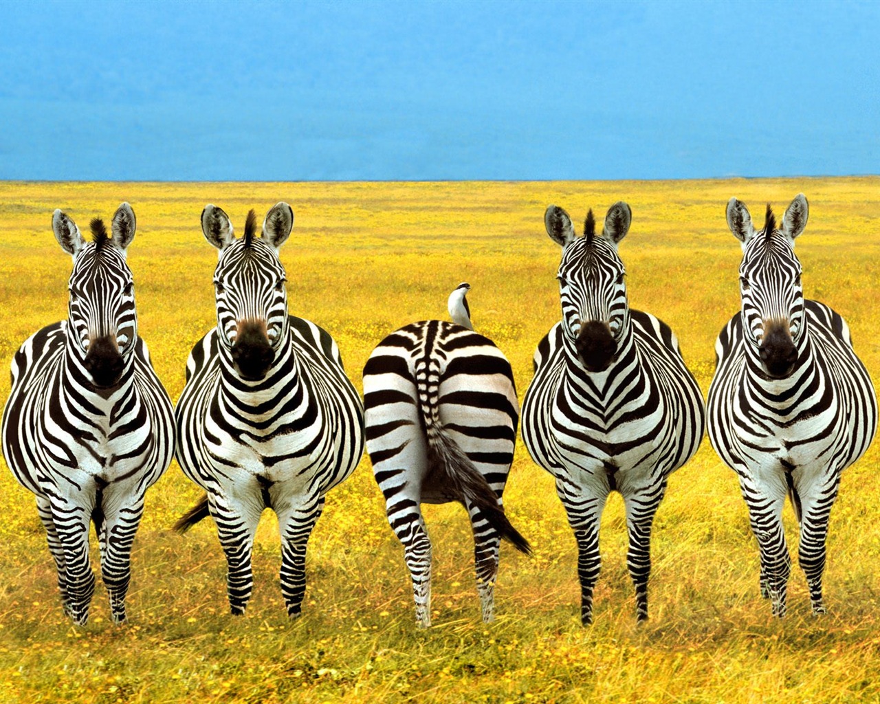 Zebra Foto Wallpaper #16 - 1280x1024