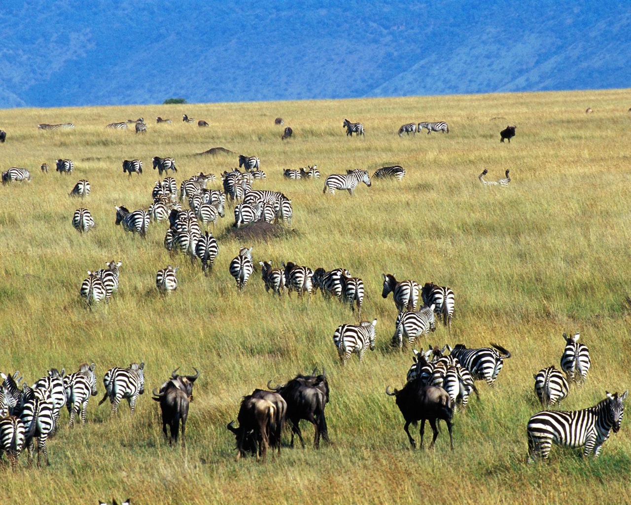 Zebra Photo Wallpaper #17 - 1280x1024