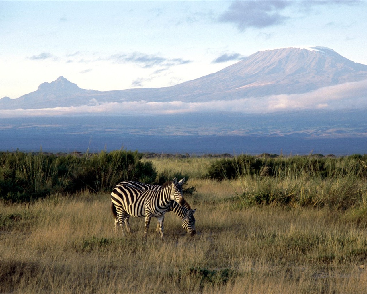 Fond d'écran photo Zebra #18 - 1280x1024