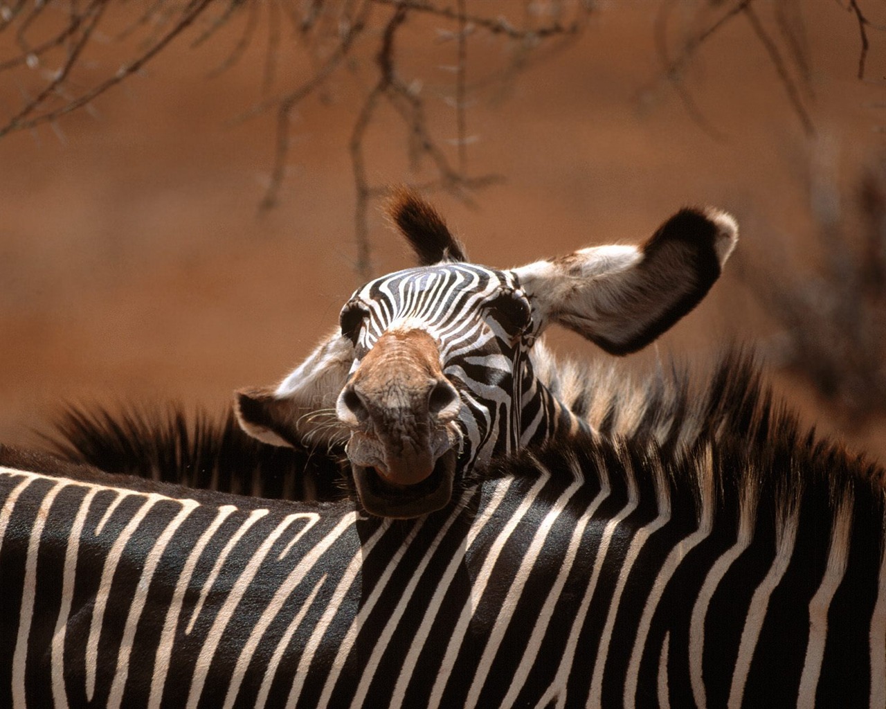 Fond d'écran photo Zebra #19 - 1280x1024