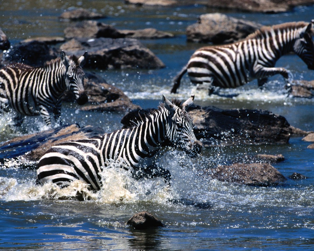 Zebra Foto Wallpaper #21 - 1280x1024