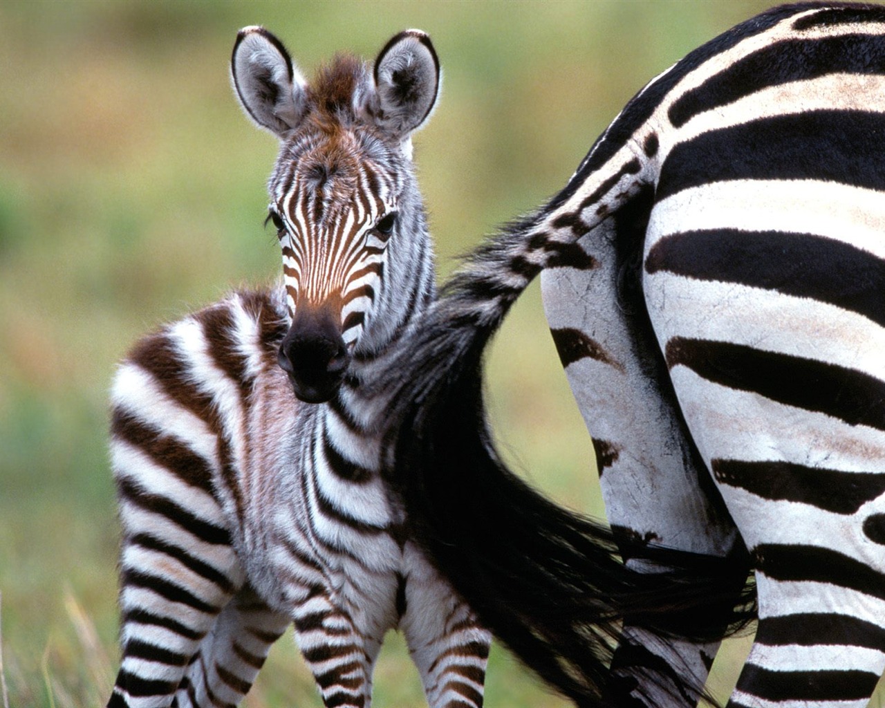 Zebra Foto Wallpaper #22 - 1280x1024