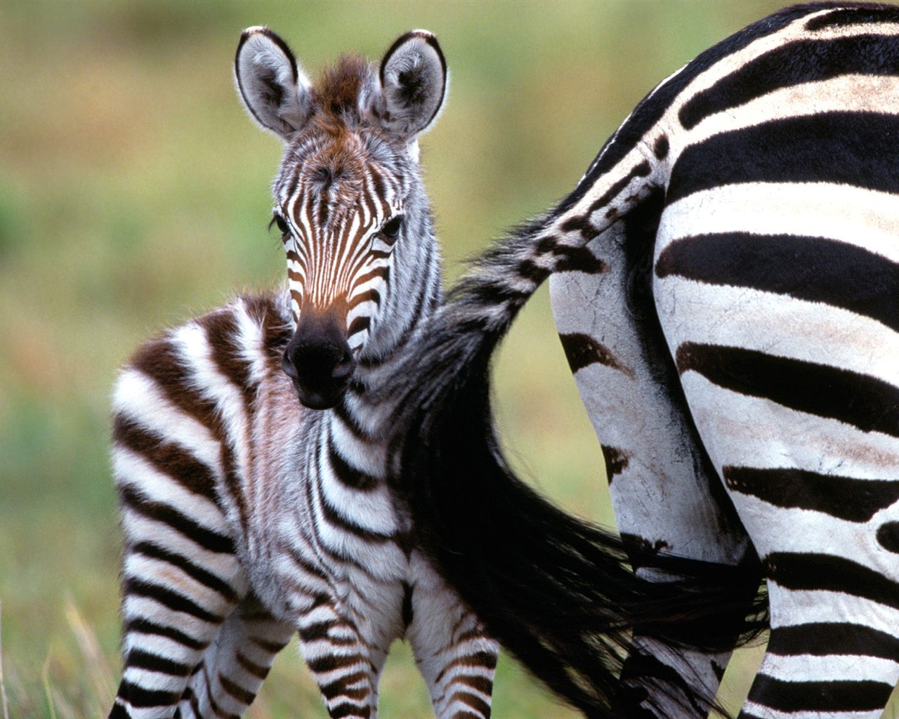 Zebra Photo Wallpaper #22 - 1280x1024