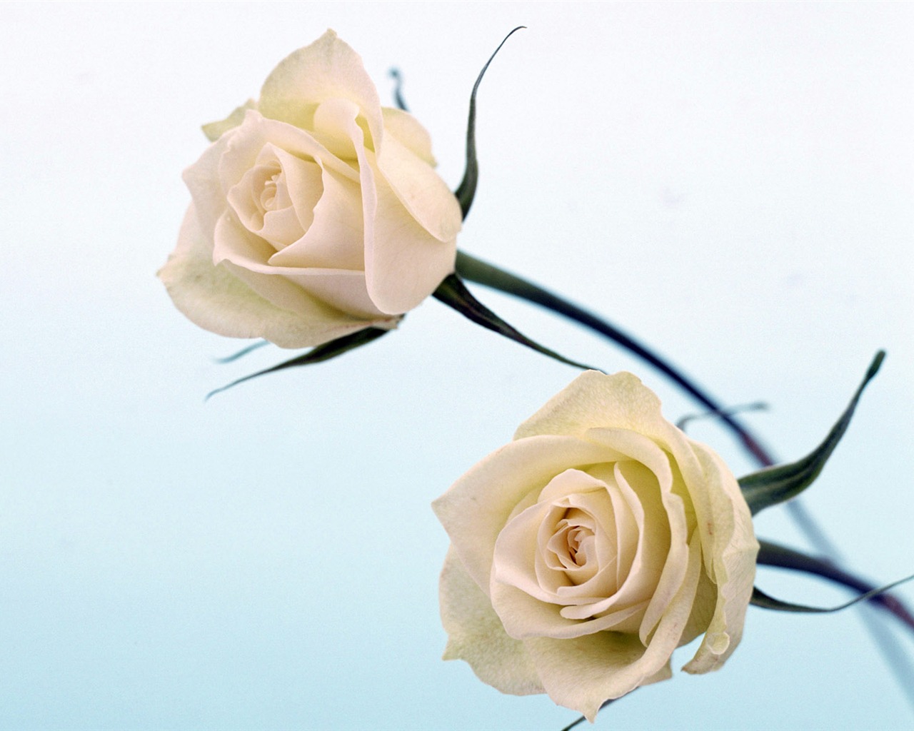 Flowers close-up (21) #8 - 1280x1024