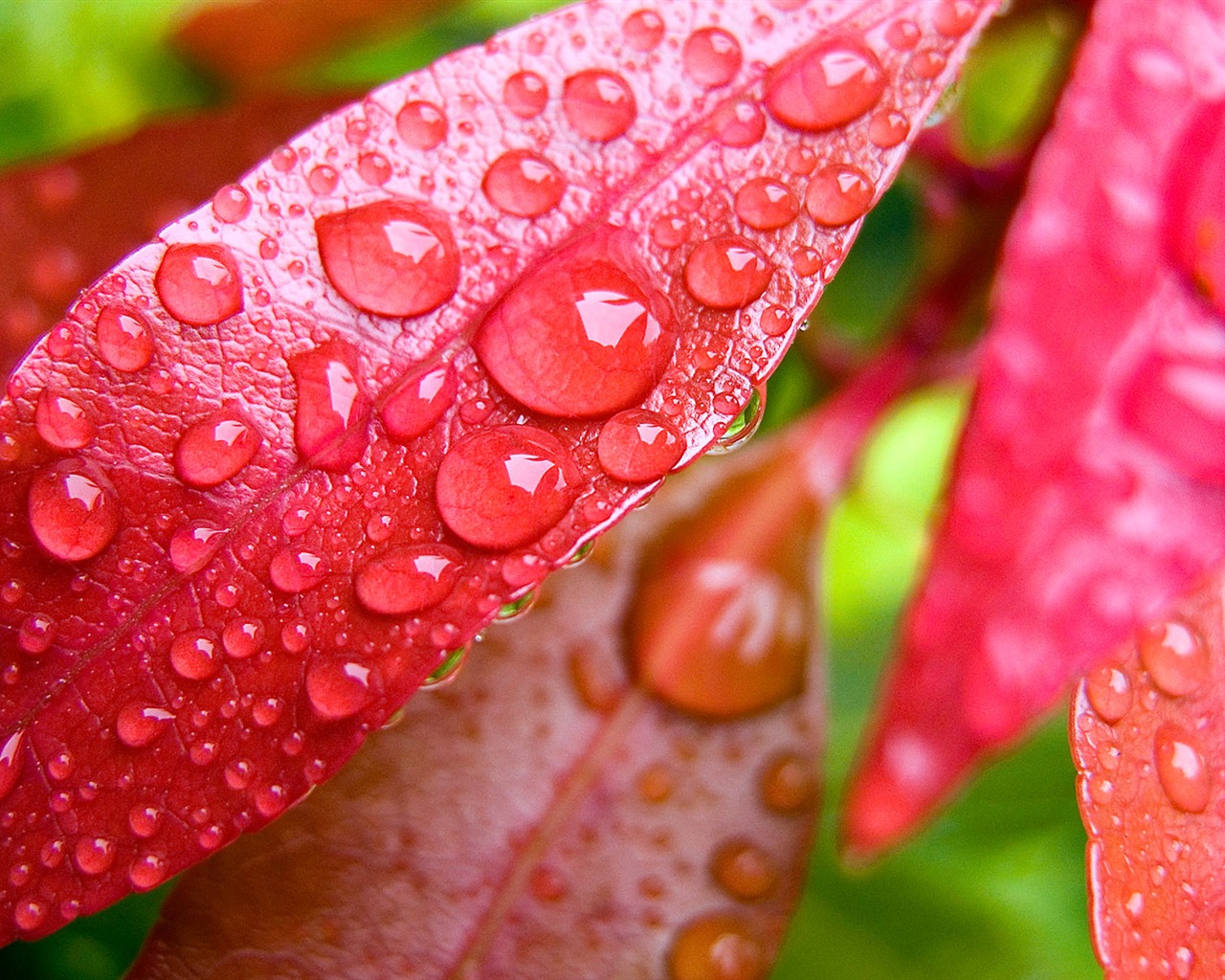 Foreign photography green leaf wallpaper (2) #1 - 1280x1024