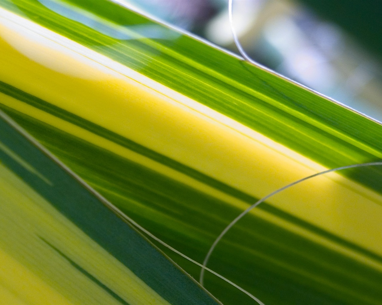 Foreign photography green leaf wallpaper (2) #6 - 1280x1024