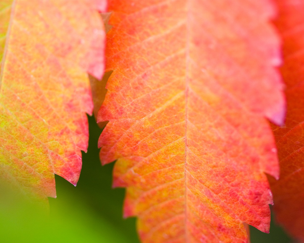 Foreign photography green leaf wallpaper (2) #12 - 1280x1024