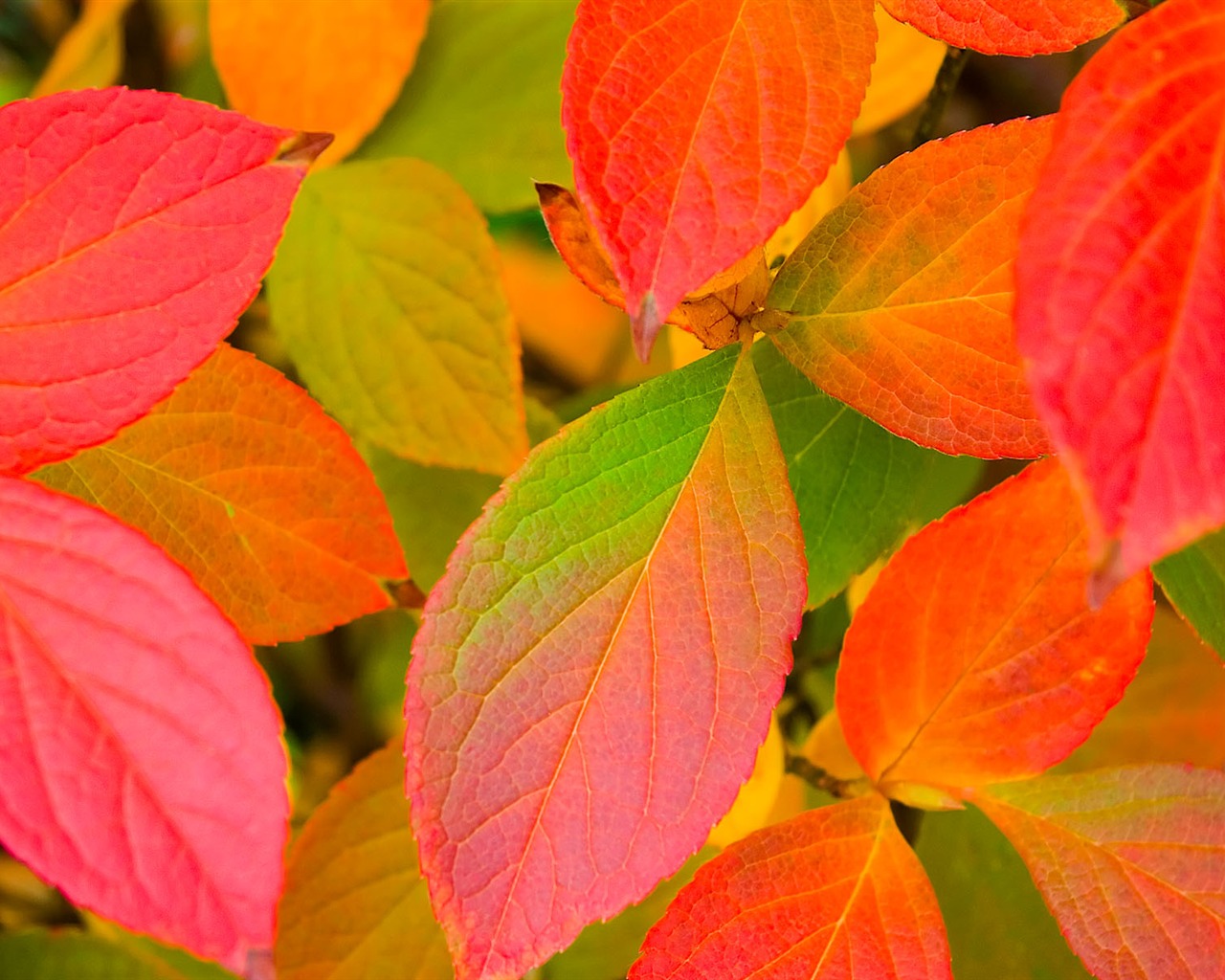 Foreign photography green leaf wallpaper (2) #17 - 1280x1024