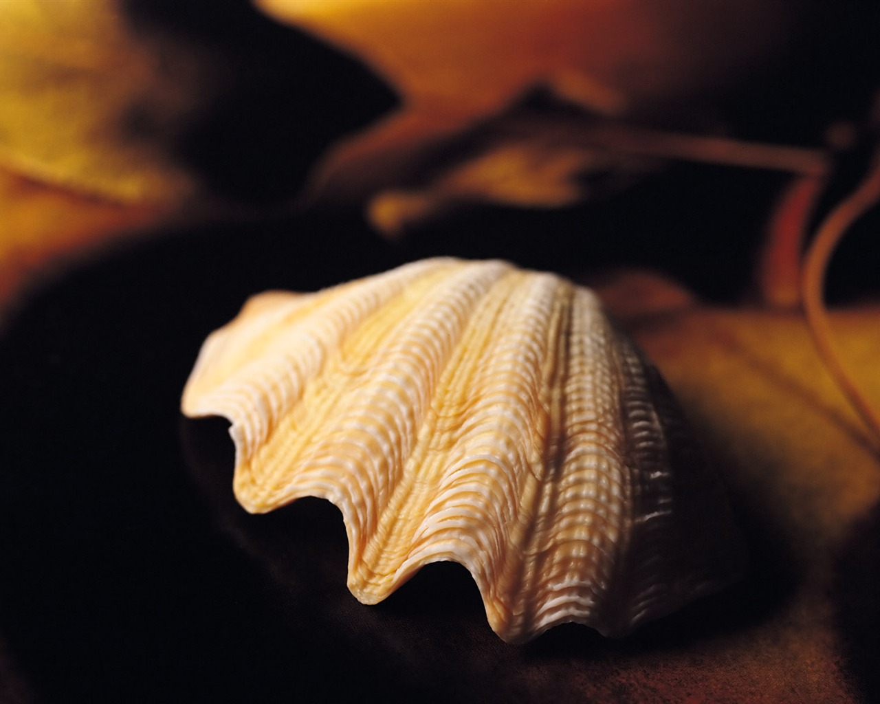 贝壳海螺壁纸专辑(一)15 - 1280x1024