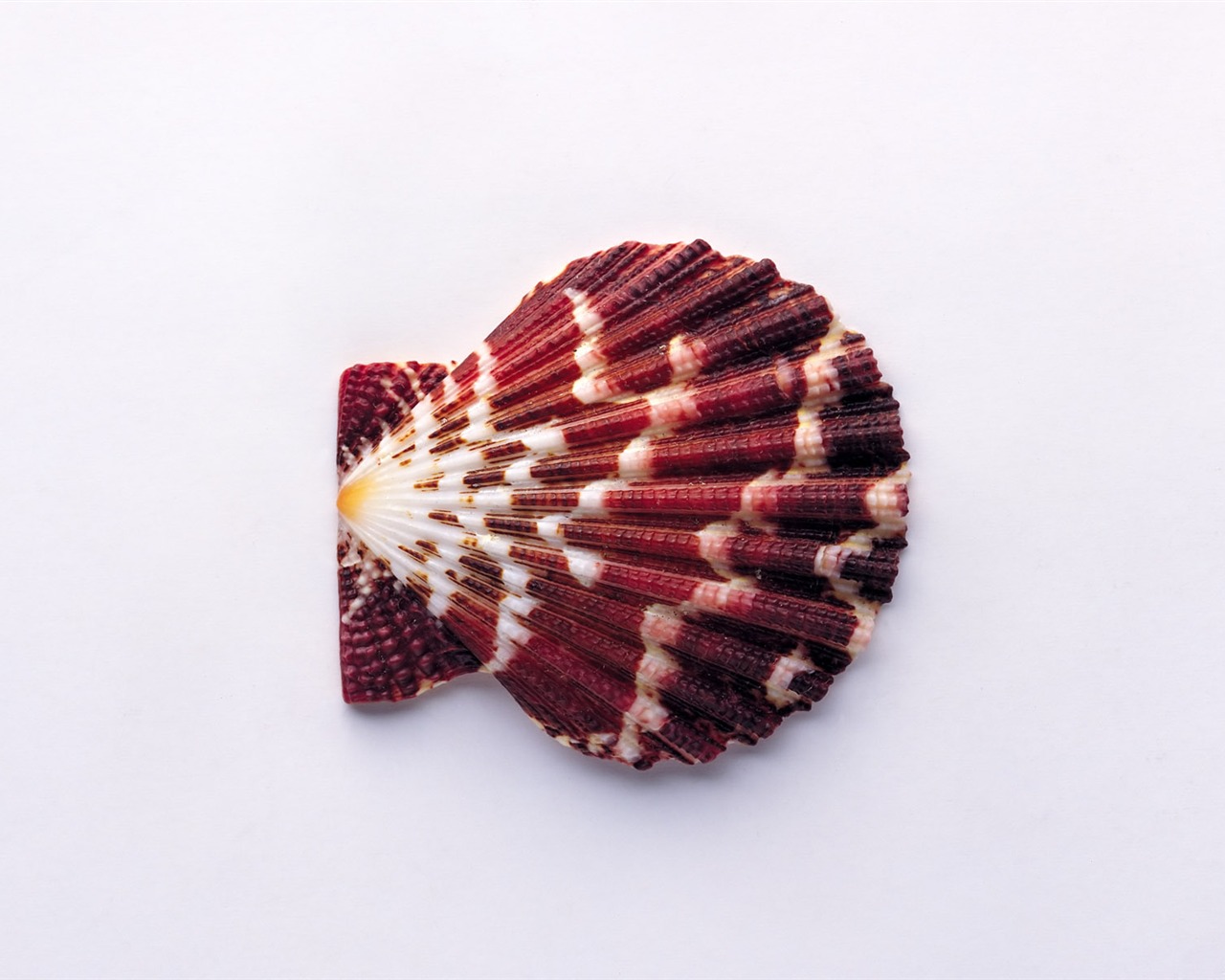 贝壳海螺壁纸专辑(一)18 - 1280x1024