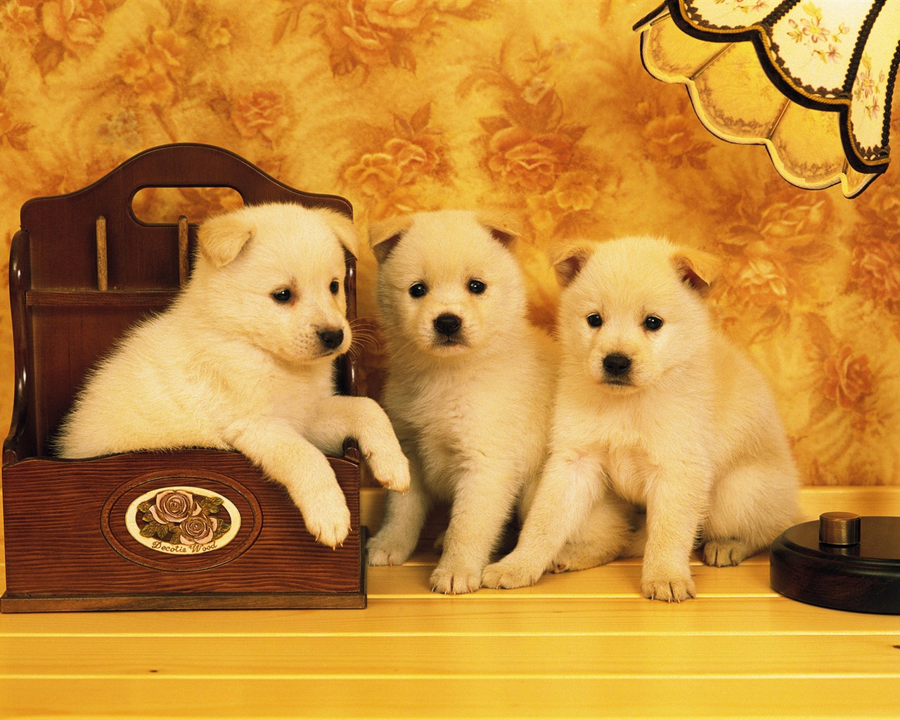1600 dog photo wallpaper (6) #2 - 1280x1024