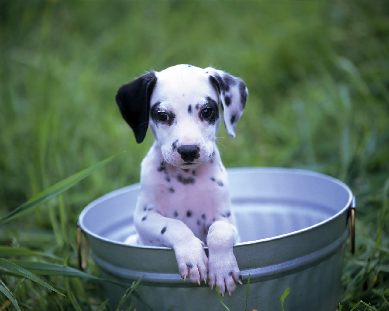 1600 dog photo wallpaper (6) #9 - 1280x1024