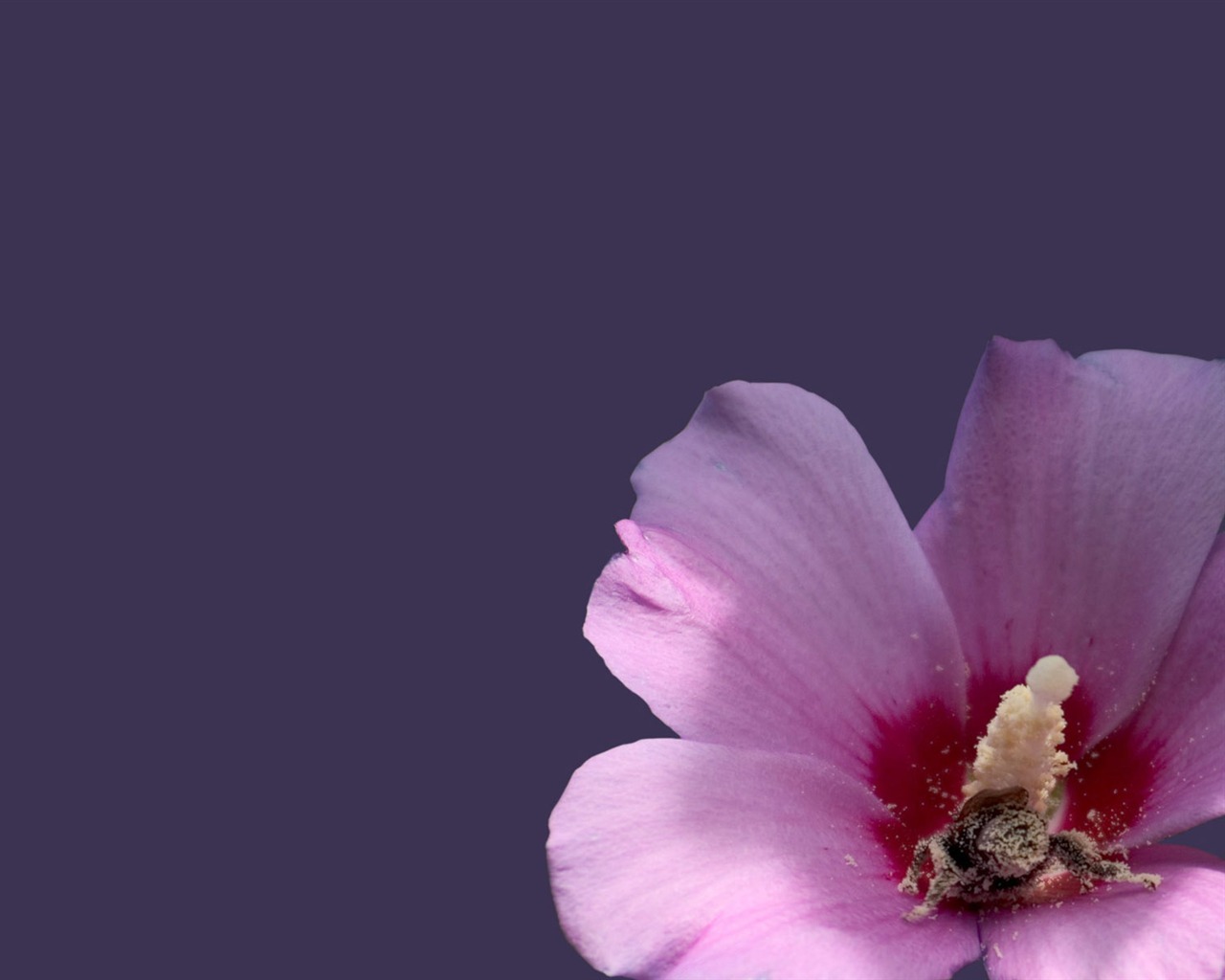 Láska Bee Květinové tapetu (3) #4 - 1280x1024