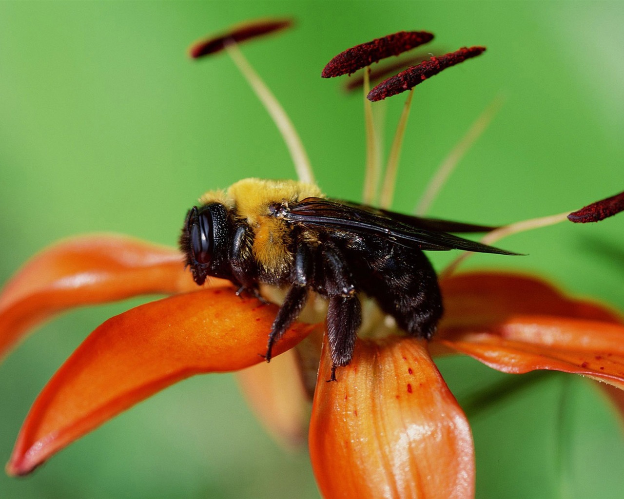 Láska Bee Květinové tapetu (3) #6 - 1280x1024