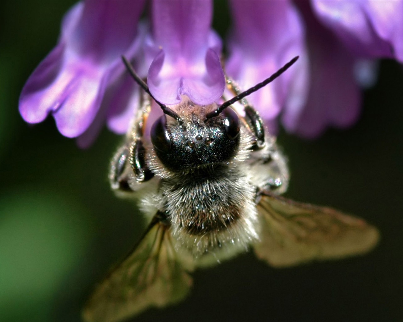 Láska Bee Květinové tapetu (3) #7 - 1280x1024